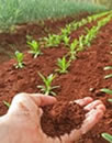 Fertilizer recommendations, organic, chemical, water soluble, manure, biological, sustainable
